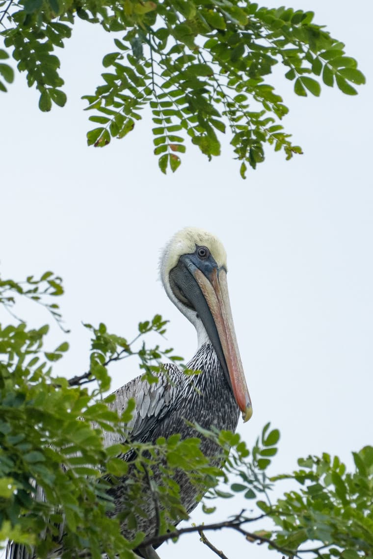 Brown pelican resting in a tropical tree