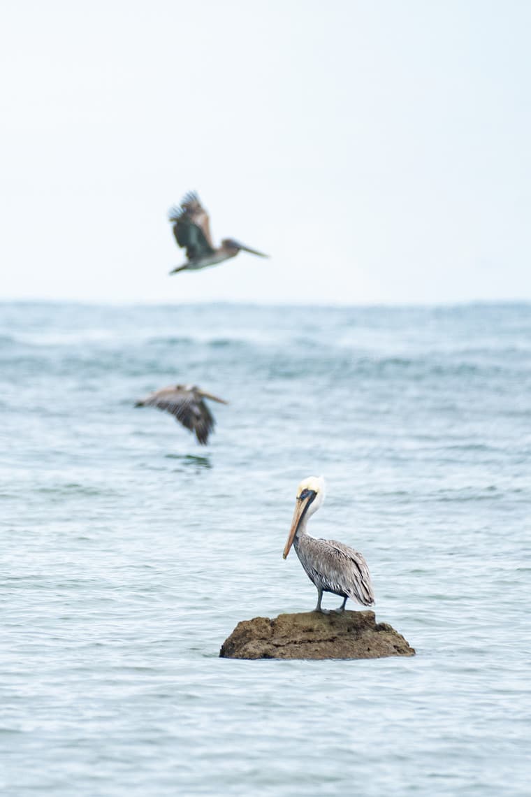 Brown pelicans on a coastal rock, Tortuguero